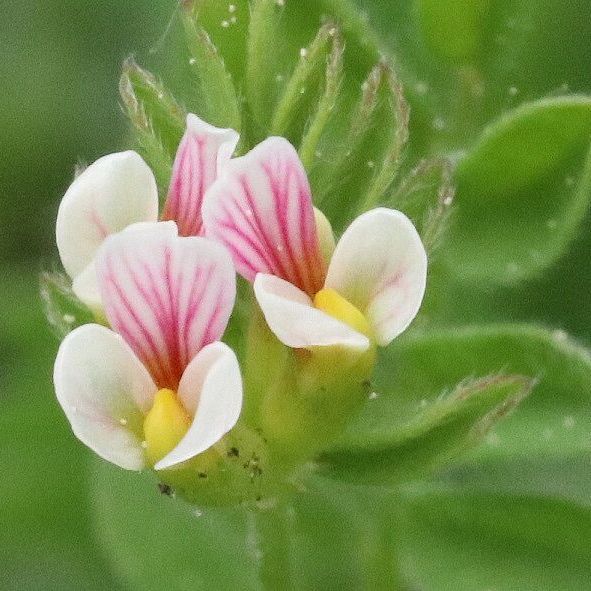 Kleiner Vogelfuß (Foto: Wolfgang Dötsch) Kleiner Vogelfuß
