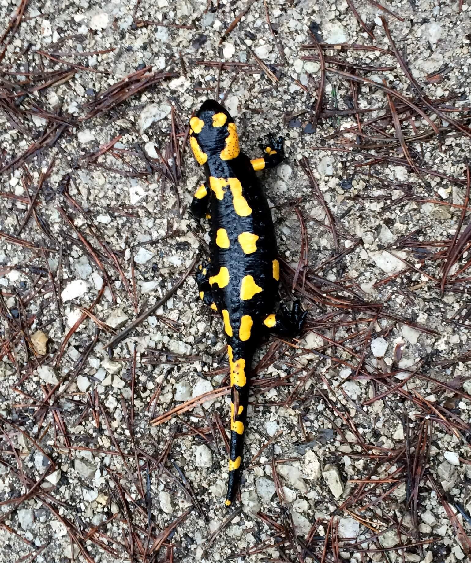 Feuersalamander