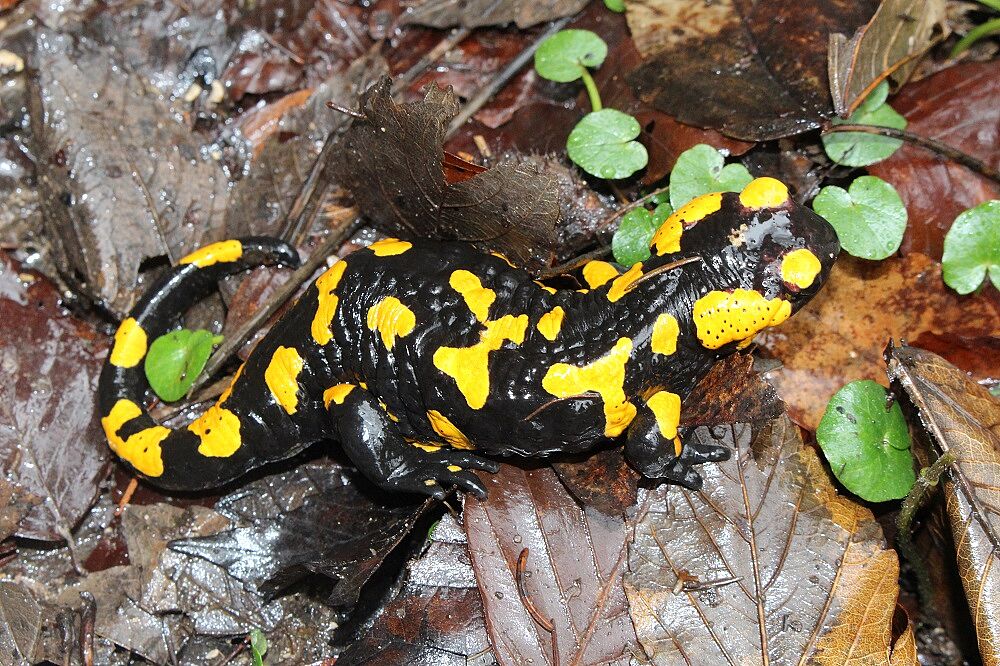 Feuersalamander