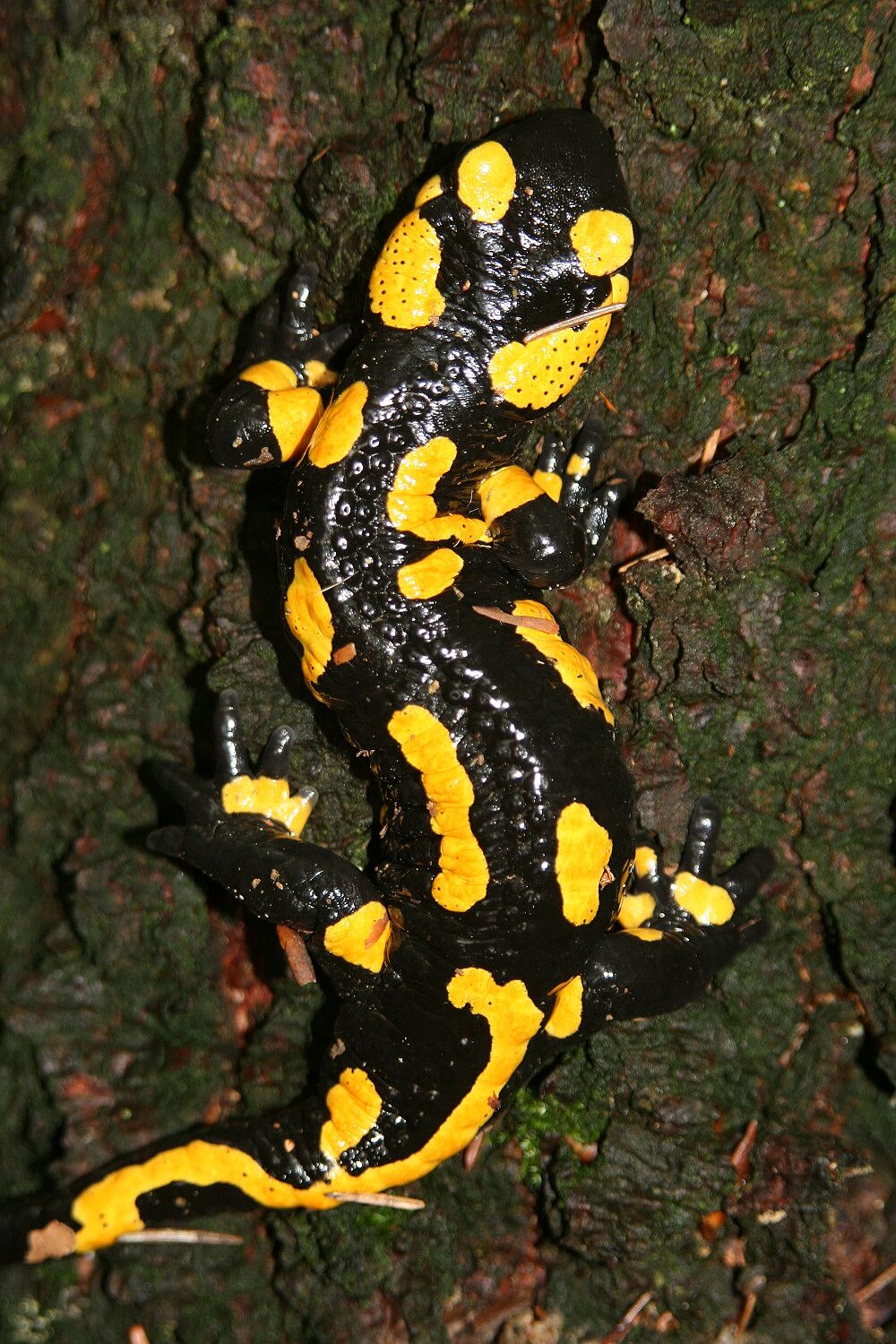 Feuersalamander