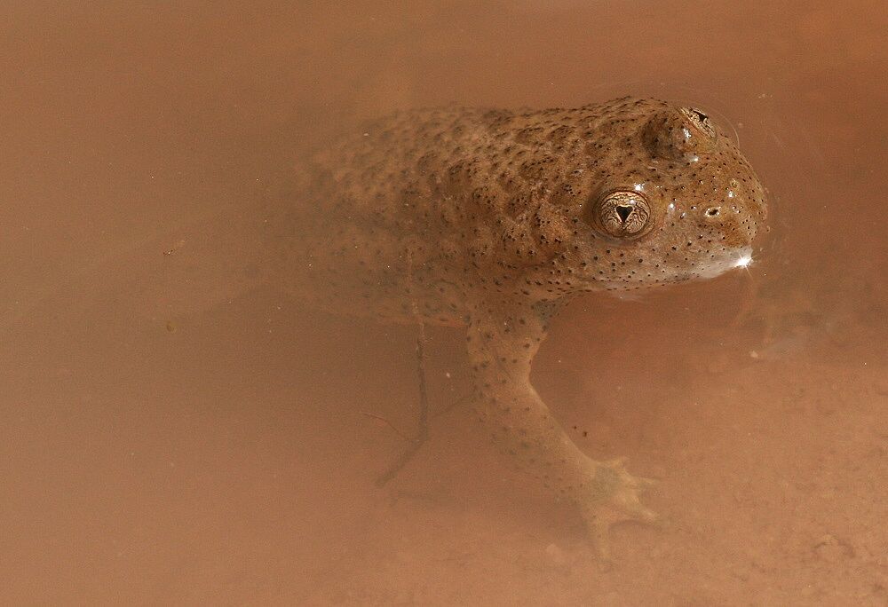 Gelbbauchunke