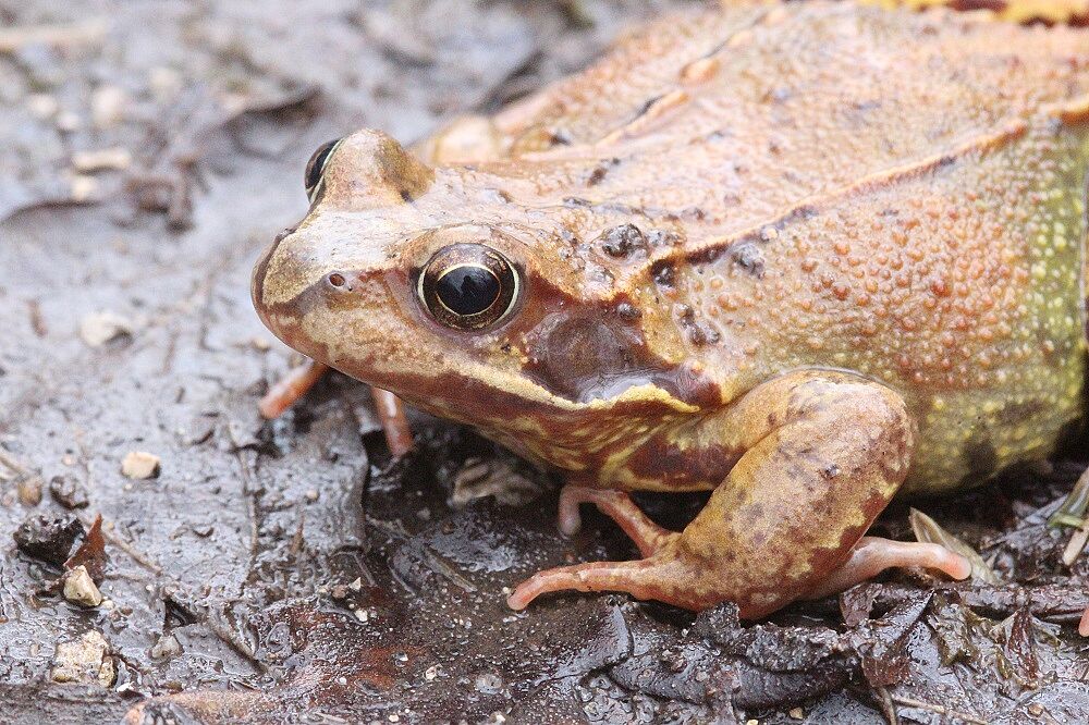 Grasfrosch