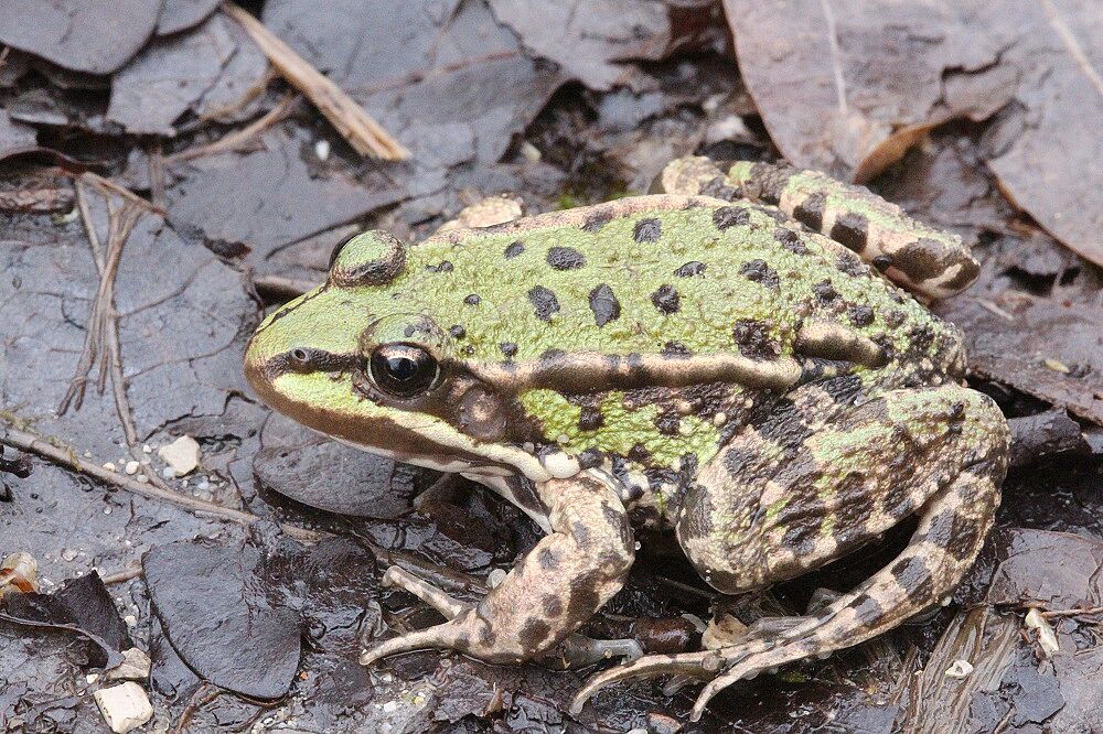 Grünfrosch