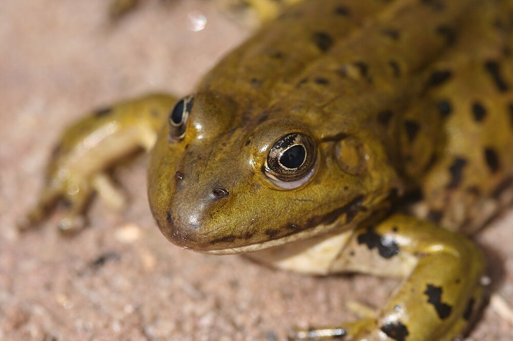 Grünfrosch