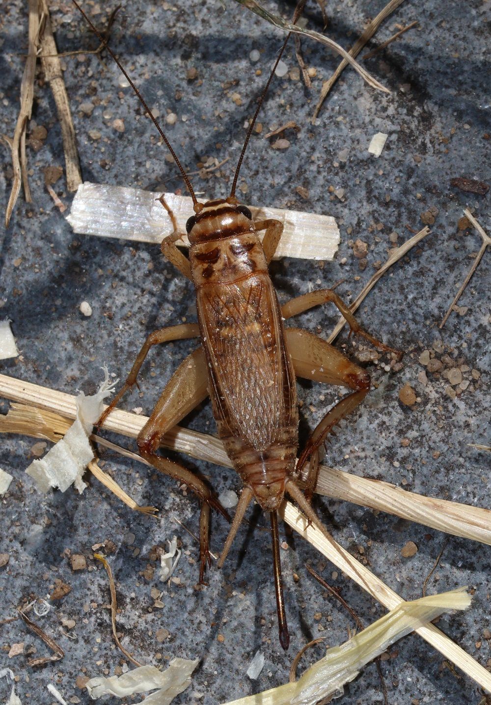 Acheta domesticus