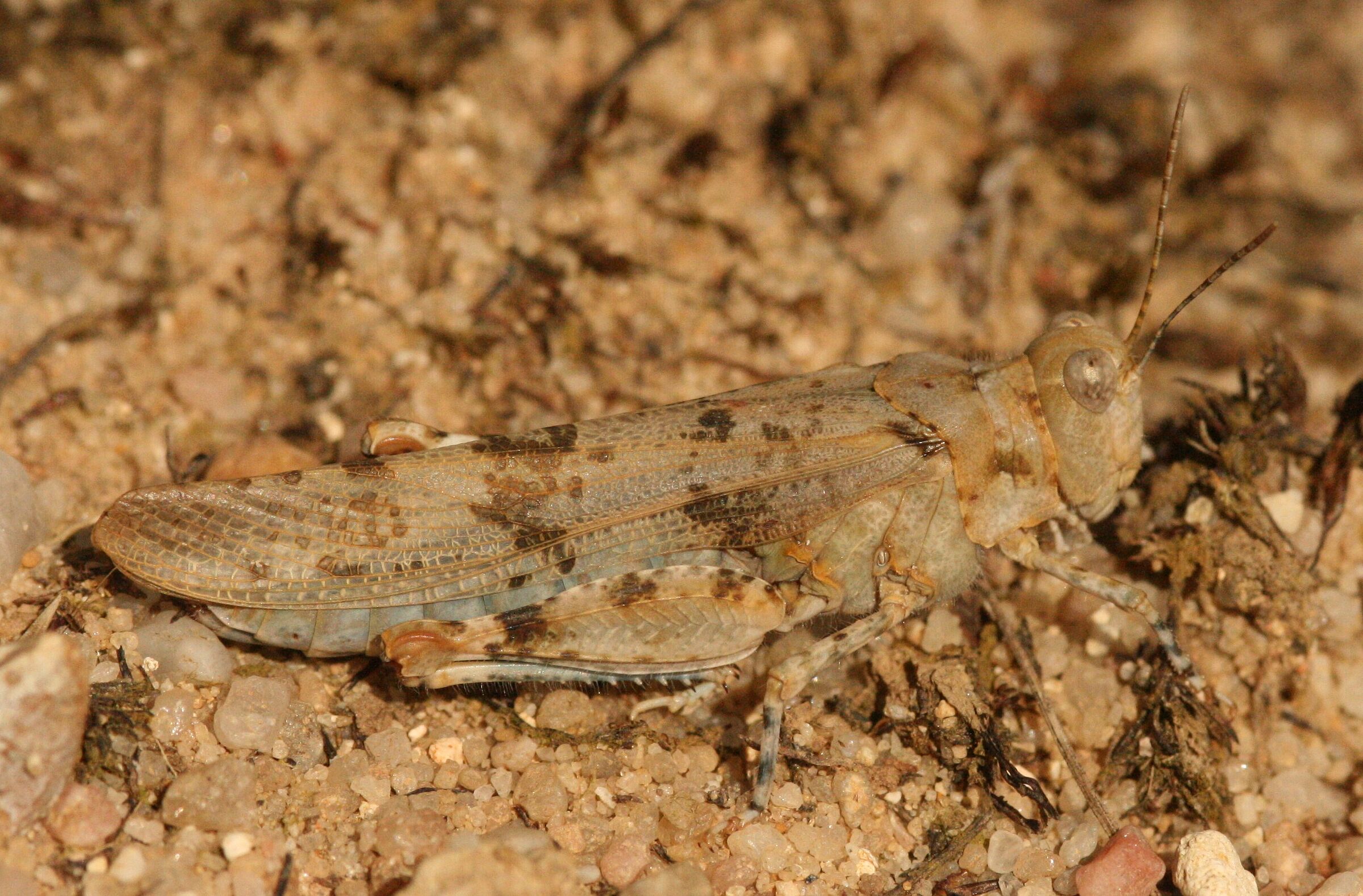 Sphingonotus caerulans