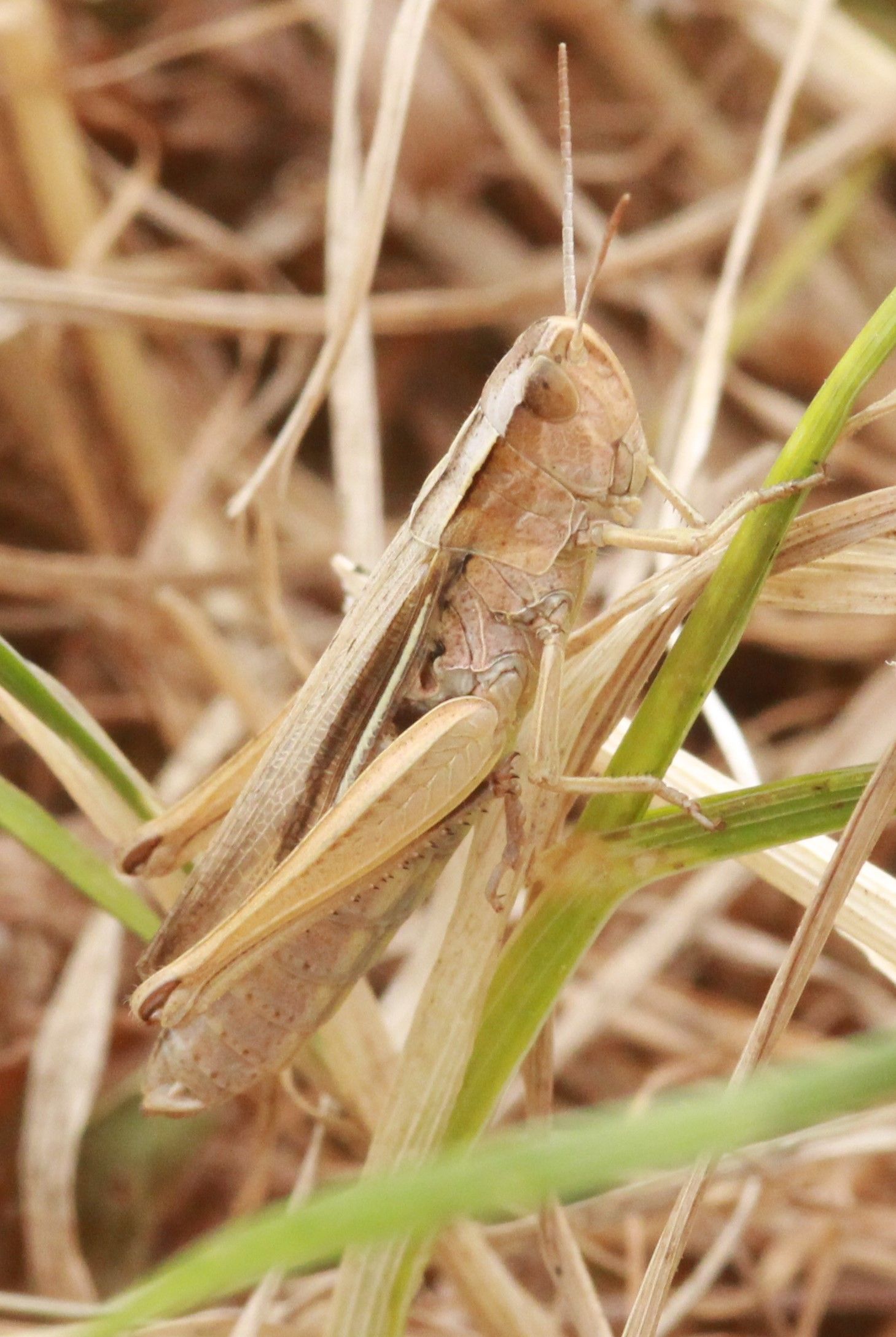 Chorthippus albomarginatus