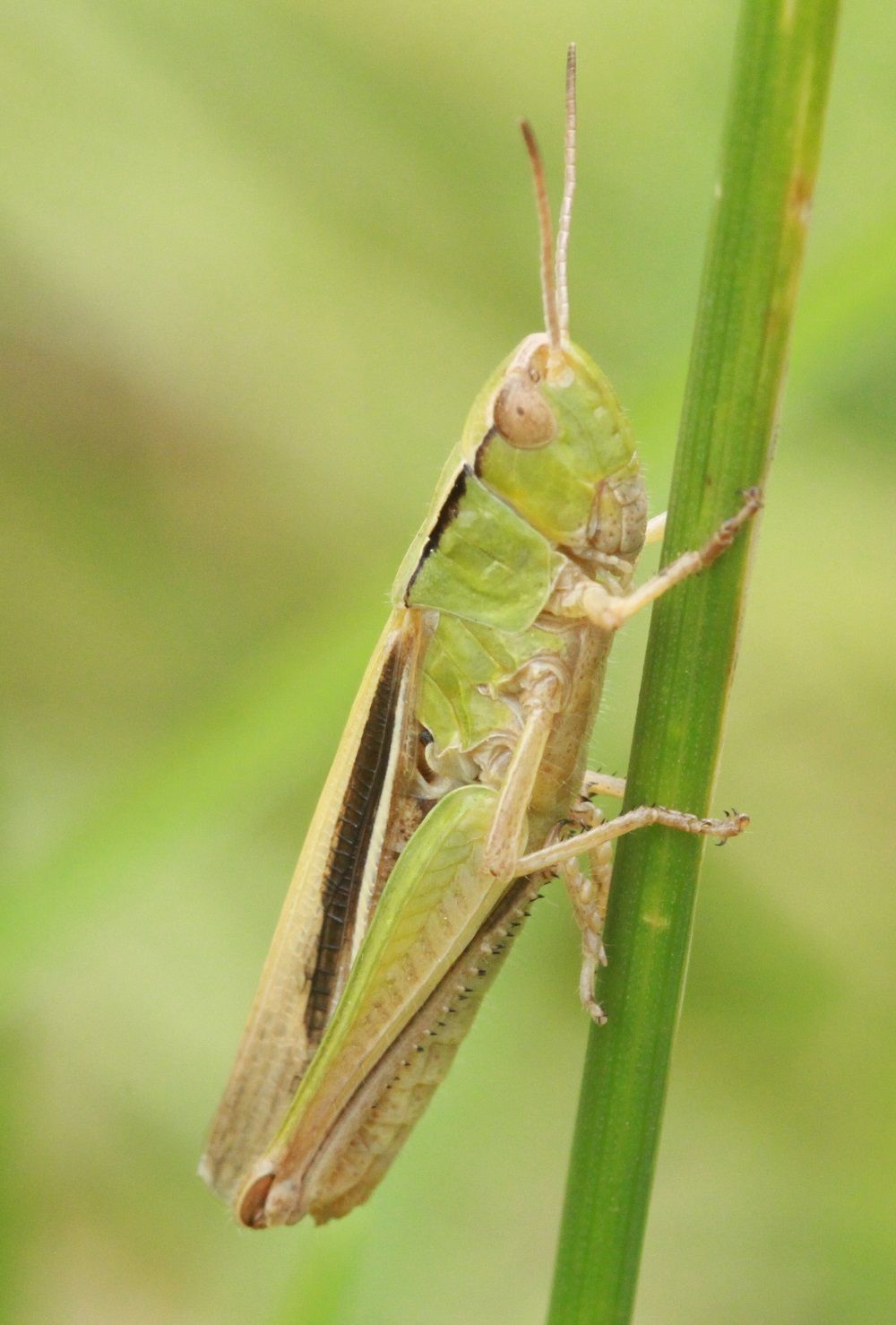 Chorthippus albomarginatus