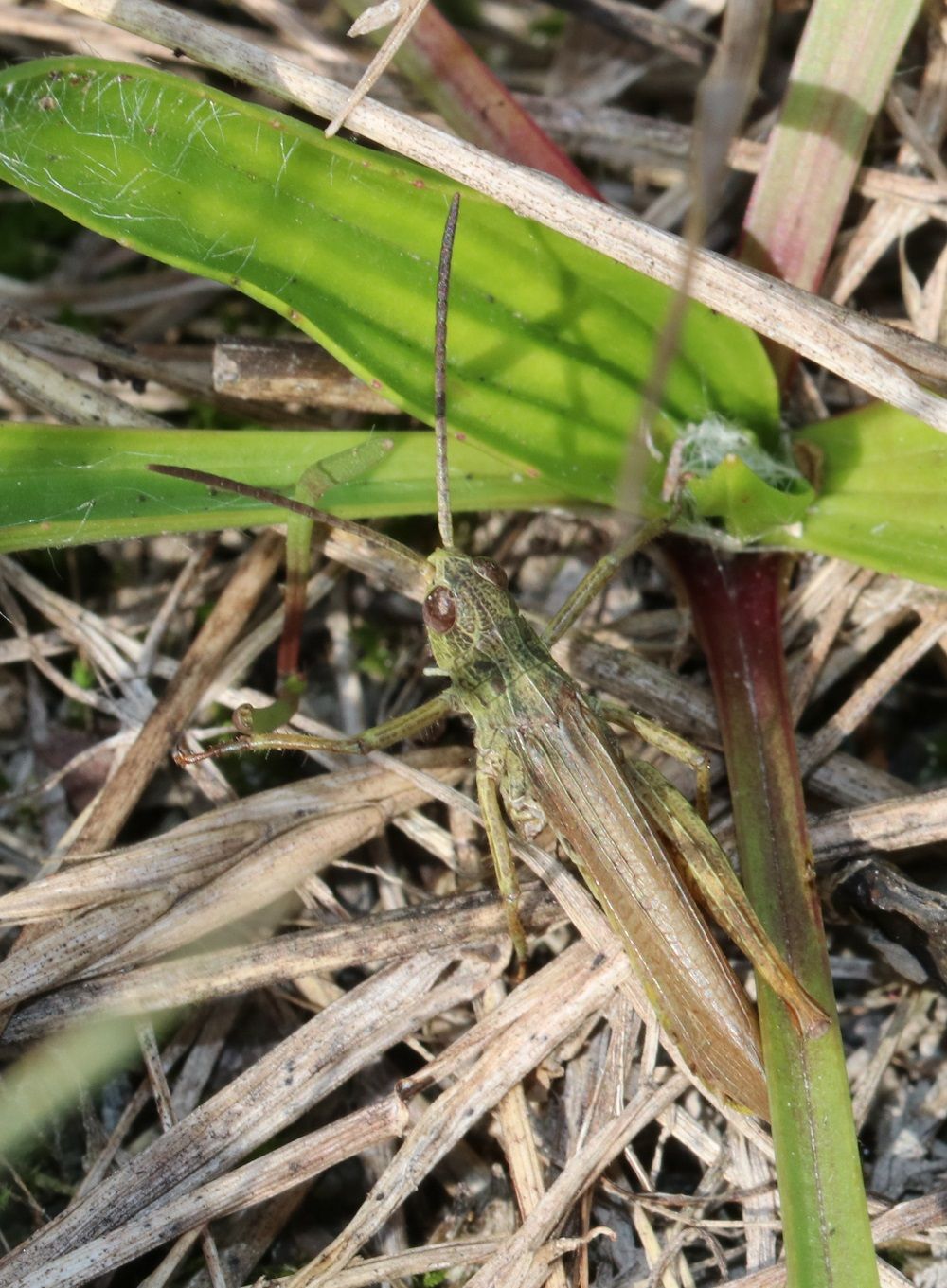 Chorthippus apricarius