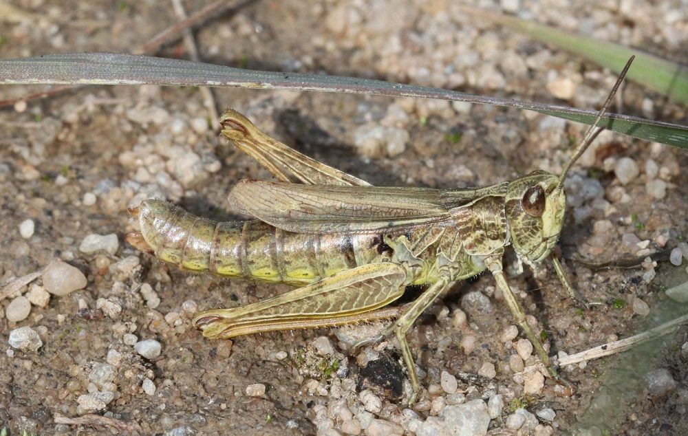 Feldgrashüpfer