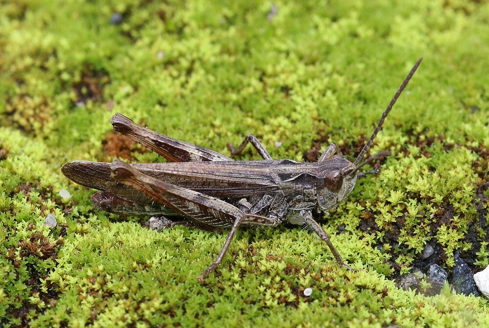 Chorthippus biguttulus 