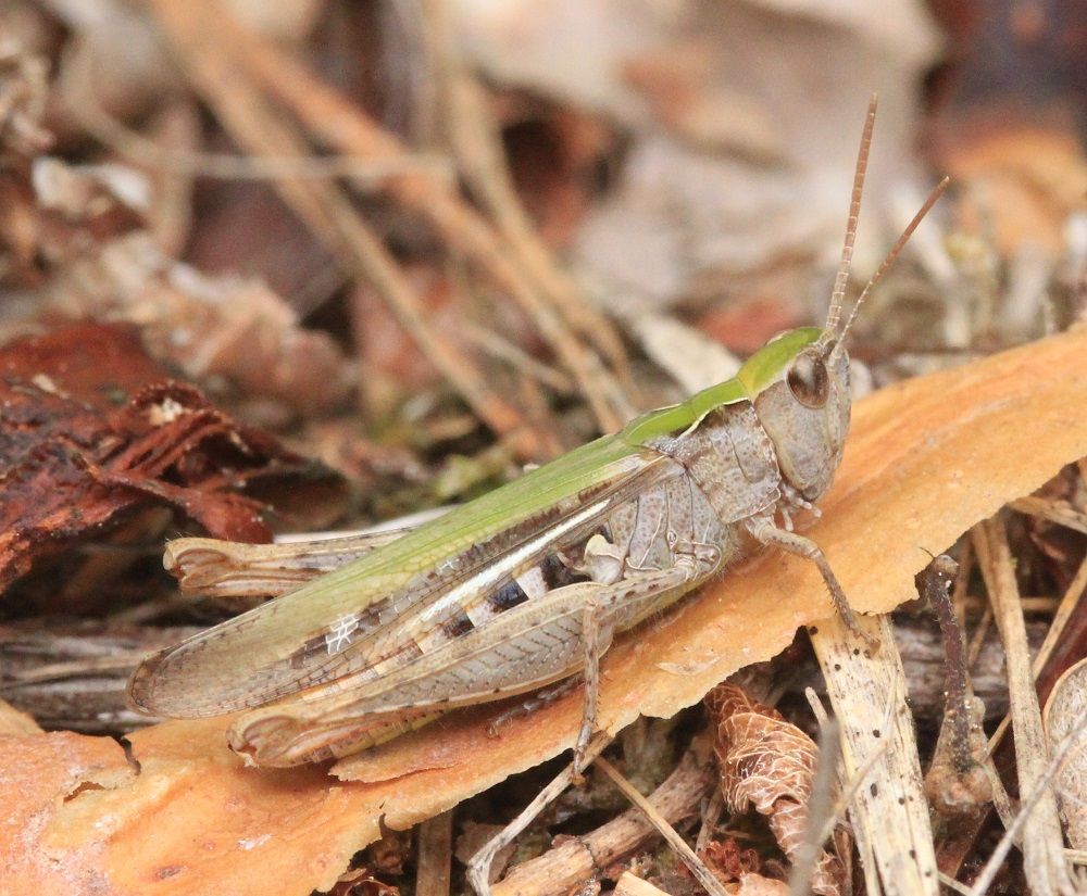 Chorthippus biguttulus