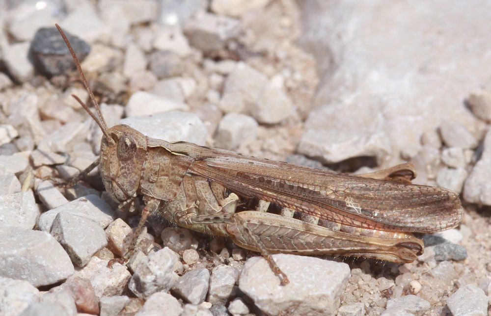 Chorthippus brunneus