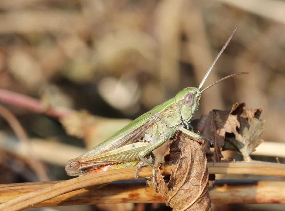 Wiesengrashüpfer (Chorthippus dorsatus)