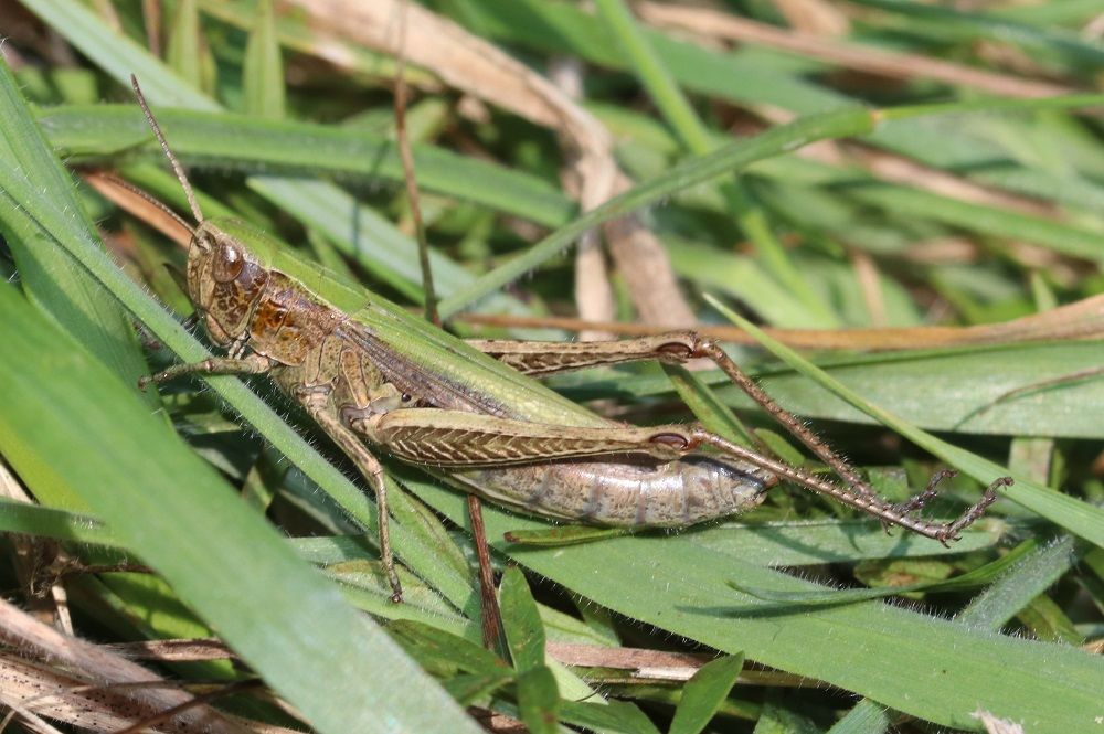 Wiesengrashüpfer (Chorthippus dorsatus)