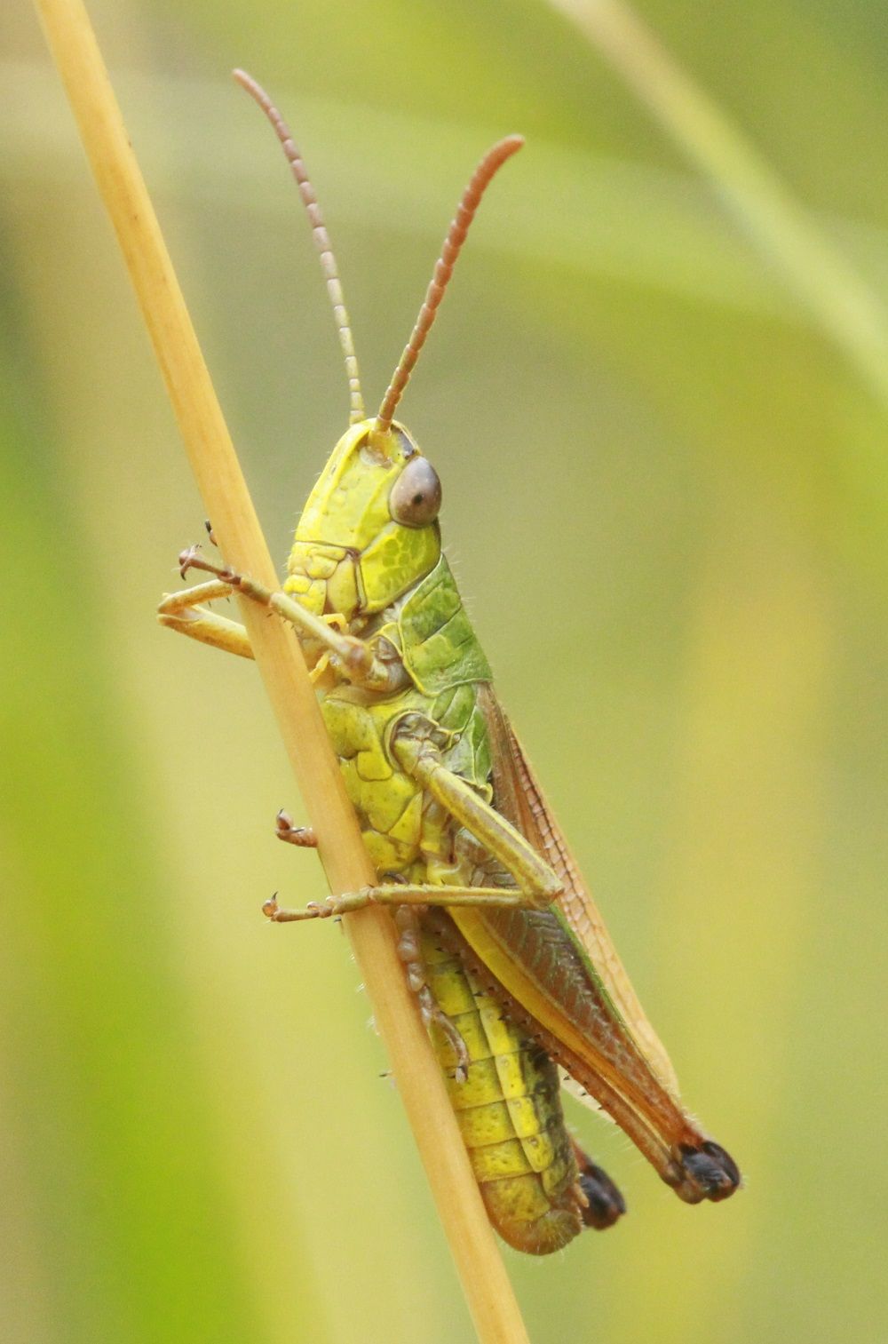 Pseudochorthippus parallelus