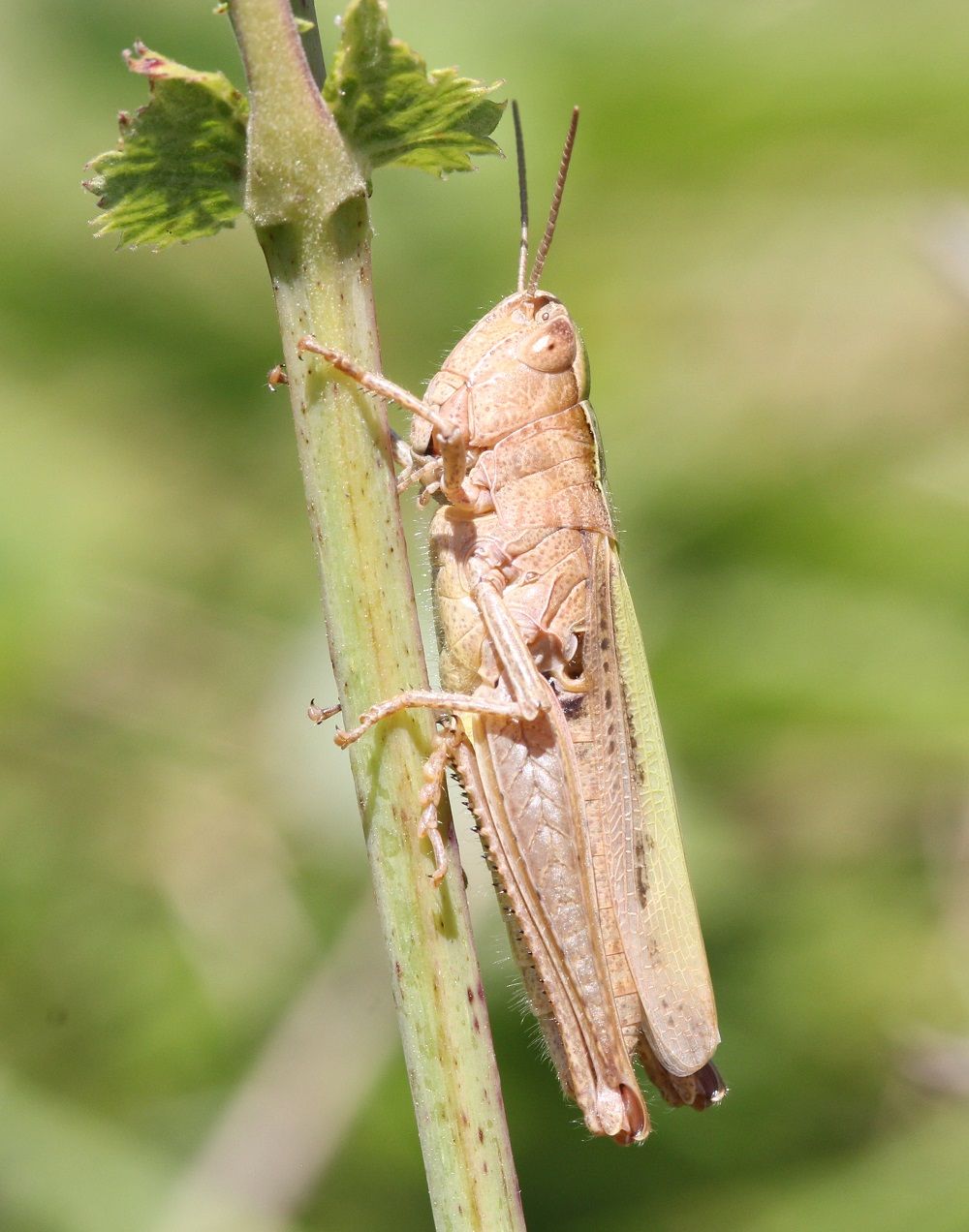 Chorthippus dorsatus