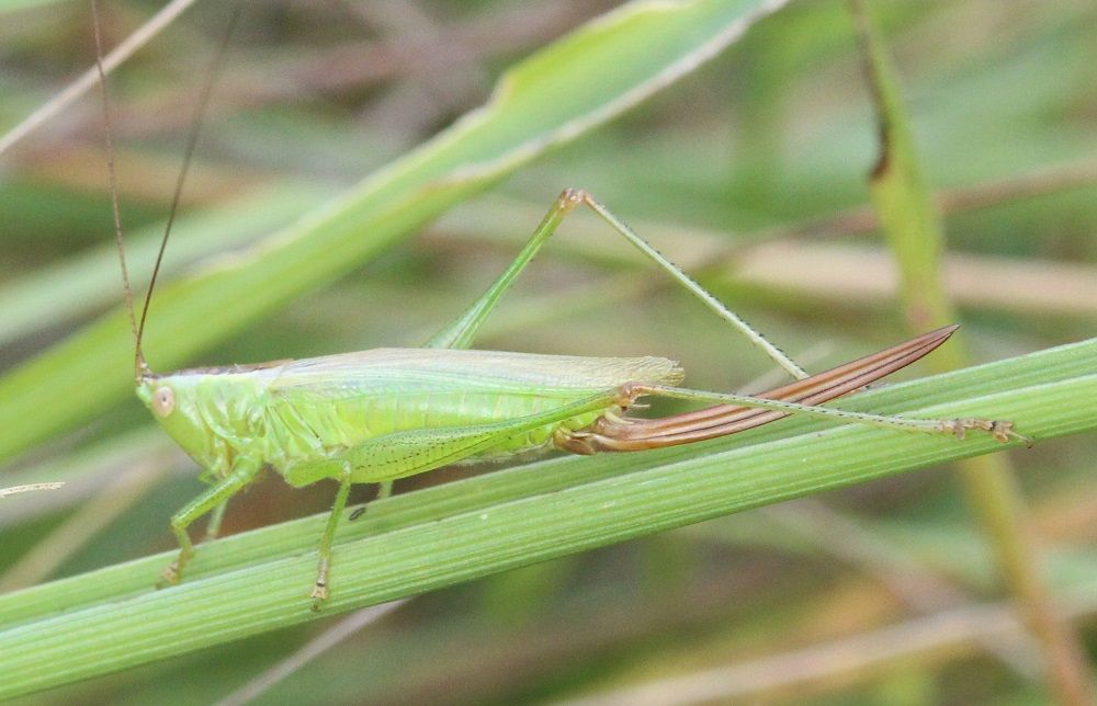 Conocephalus fuscus