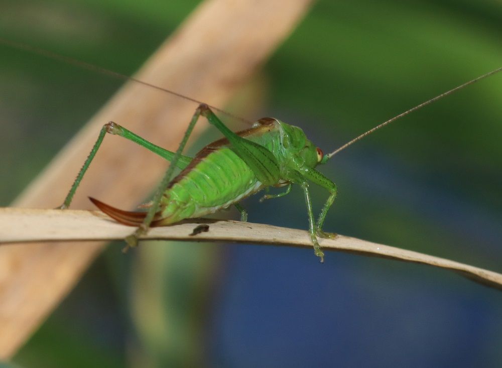 Conocephalus dorsalis