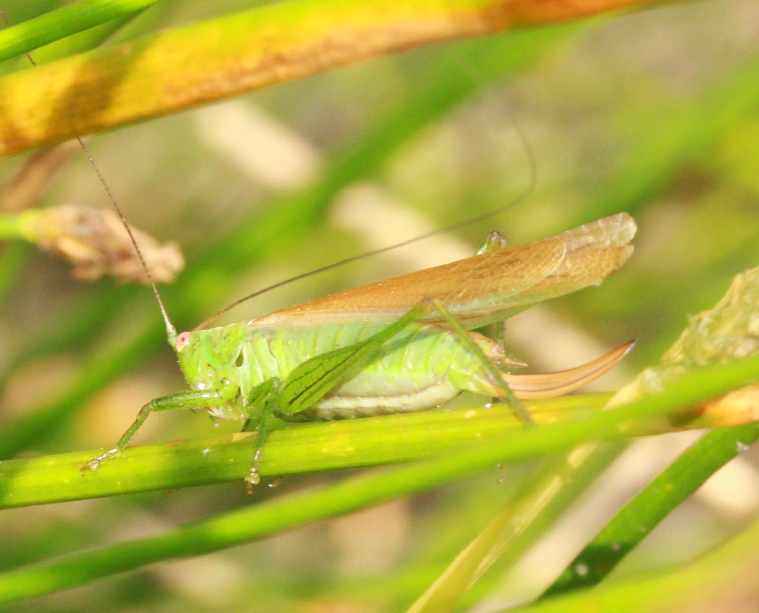 Conocephalus dorsalis