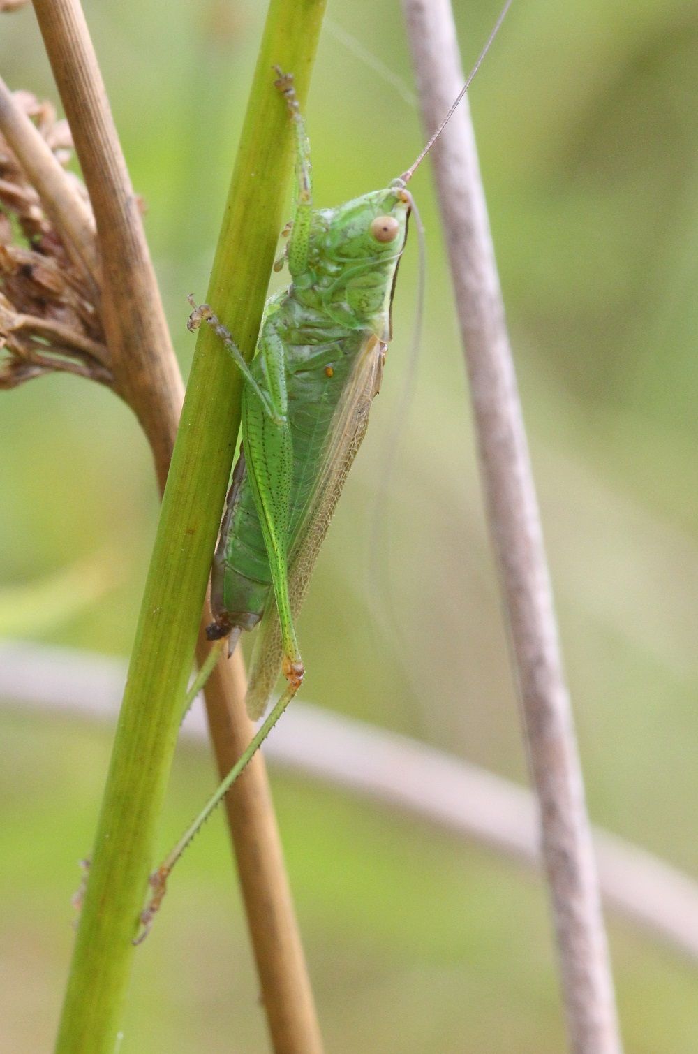 Conocephalus fuscus