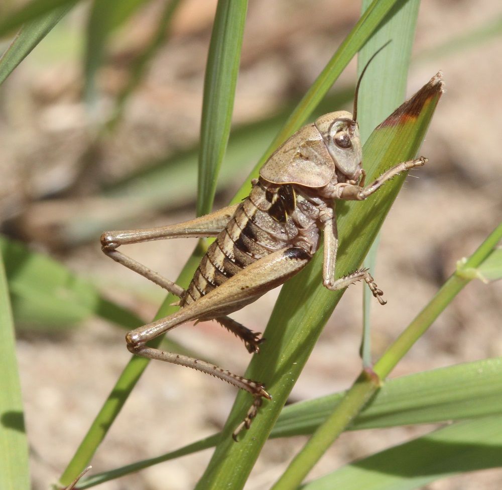 Decticus verrucivorus