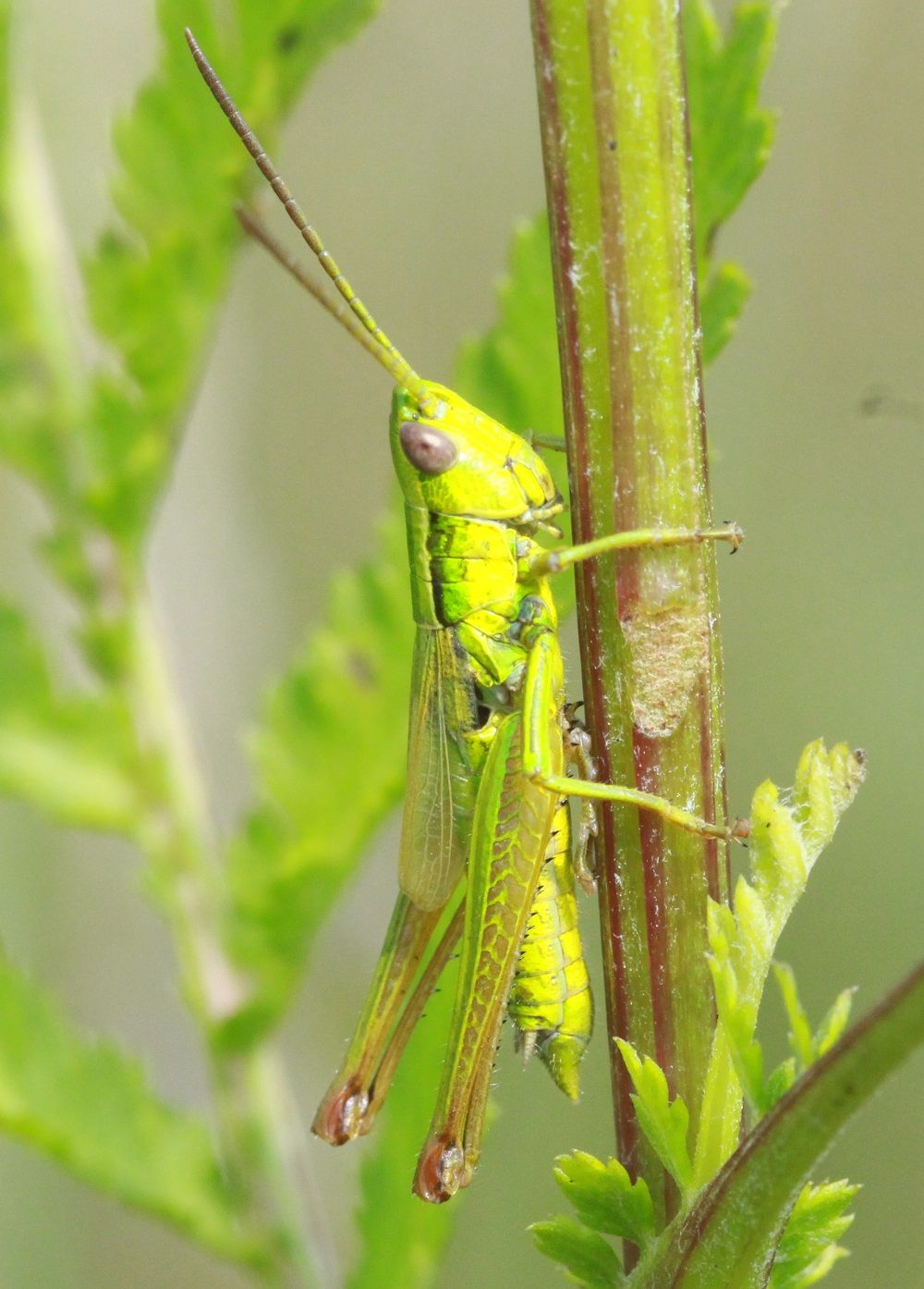 Euthystira brachyptera 