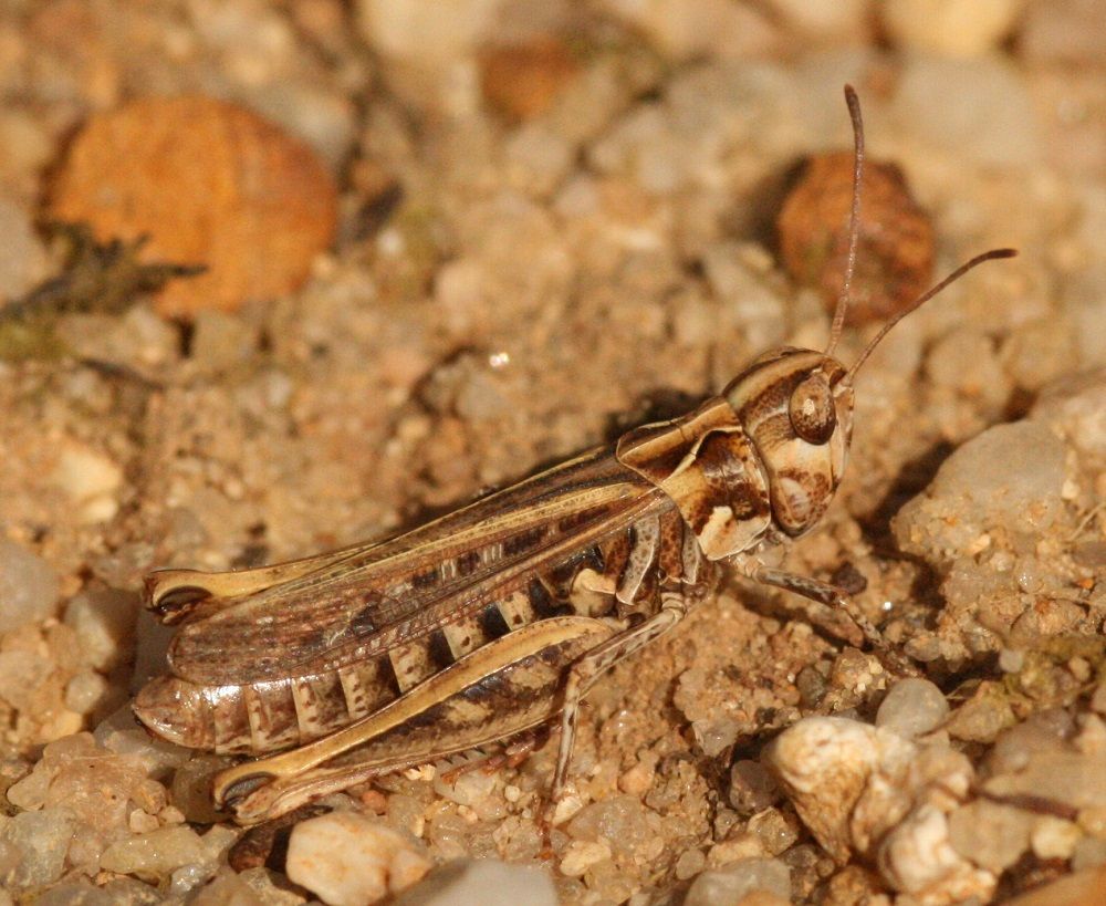 Myrmeleotettix maculatus