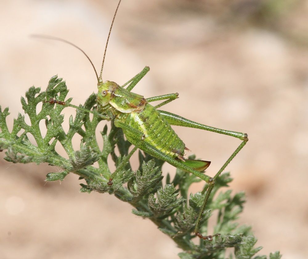 Leptophyes albovittata