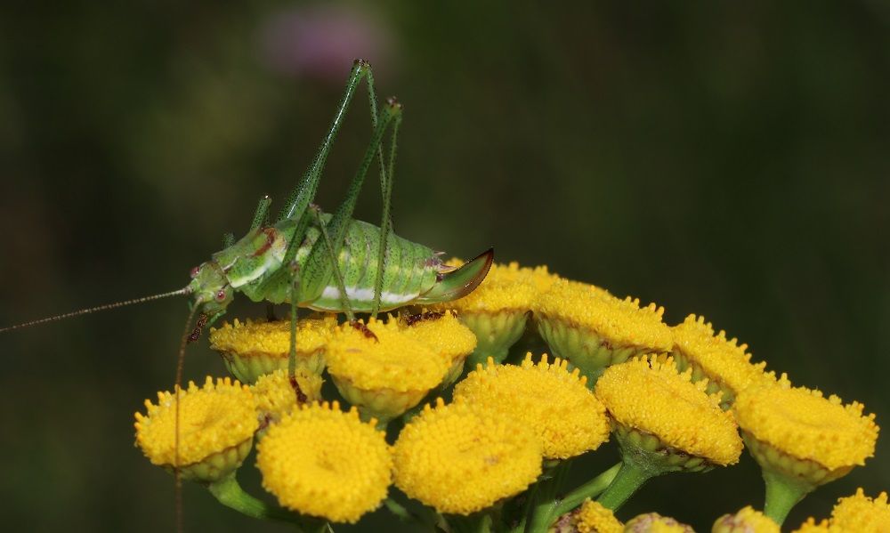 Leptophyes albovittata