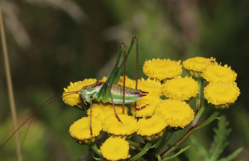 Leptophyes albovittata