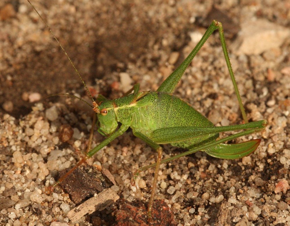 Leptophyes punctatissima