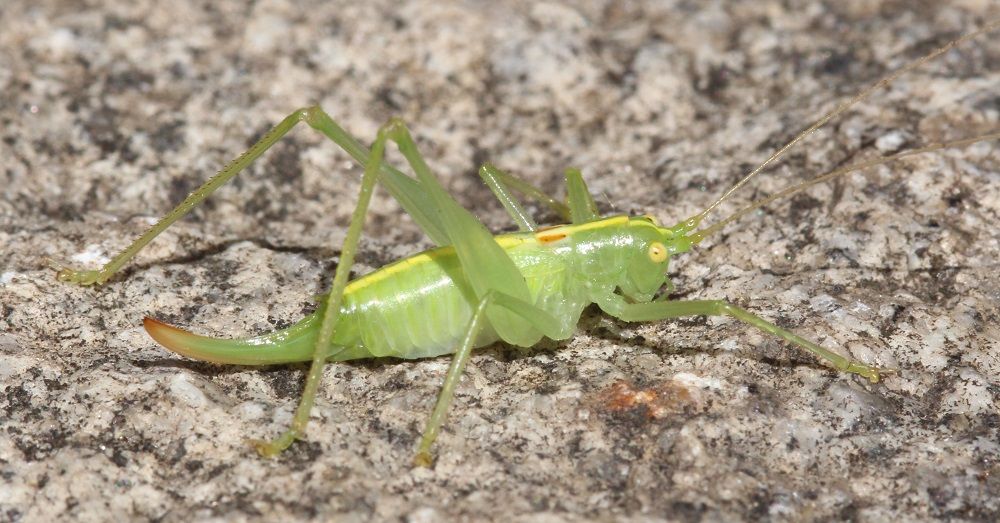 Meconema meridionale