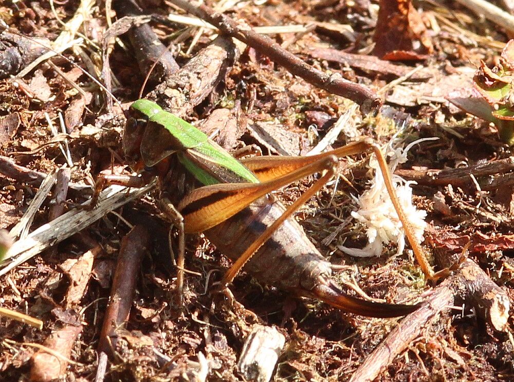 Metrioptera brachyptera