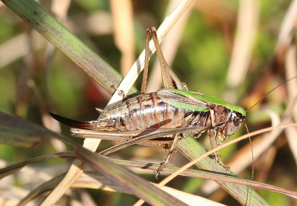 Metrioptera brachyptera 