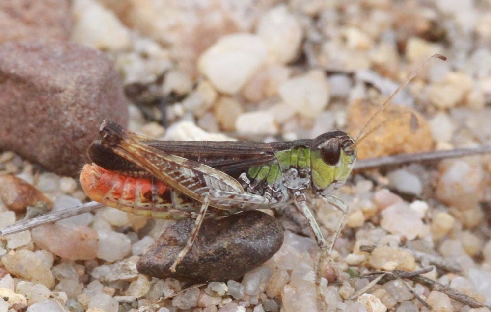 Myrmeleotettix maculatus