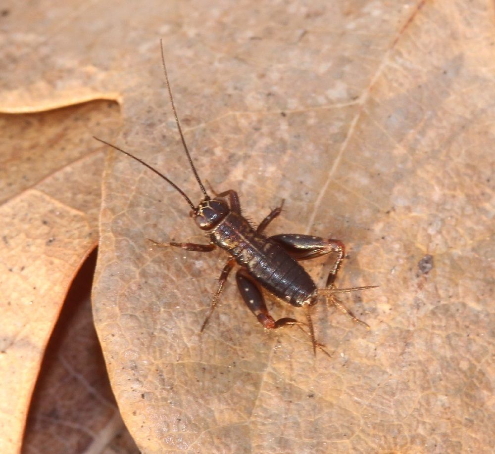 Nemobius sylvestris