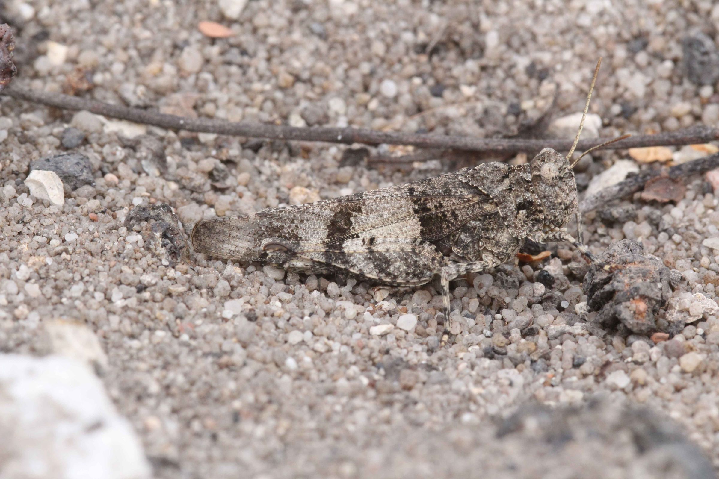 Blauflügelige Ödlandschrecke (Oedipoda caerulescens)