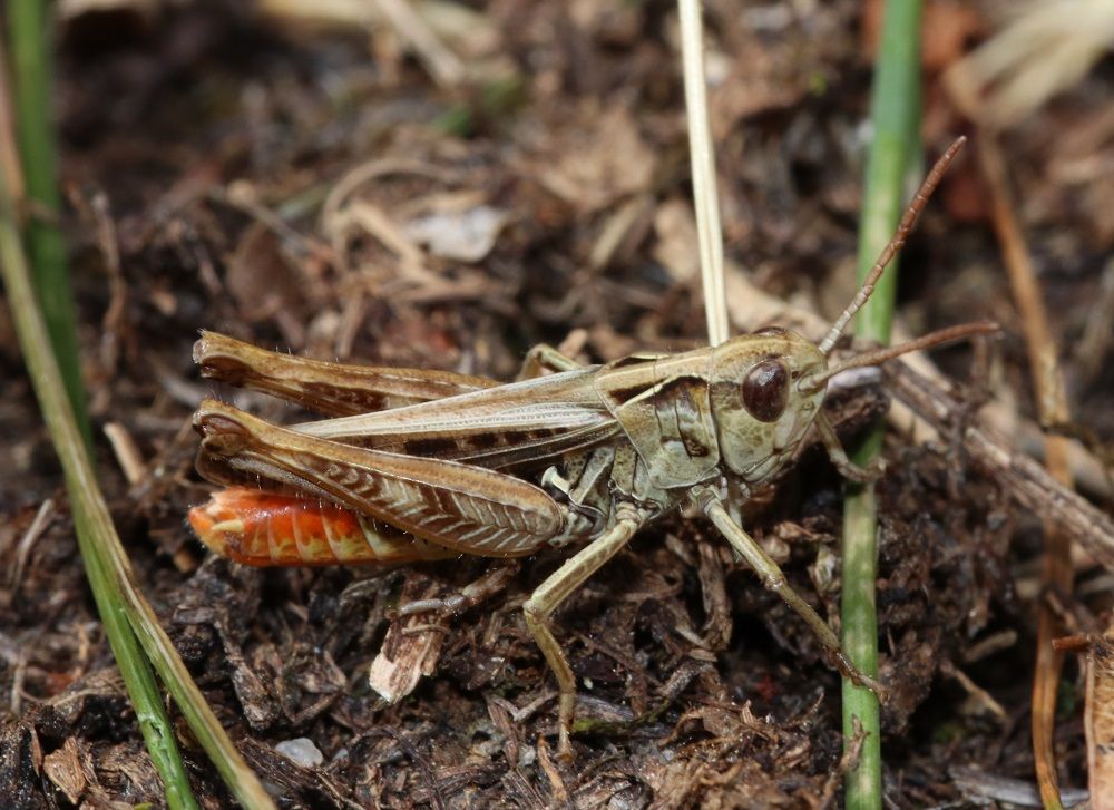 Rotleibiger Grashüpfer