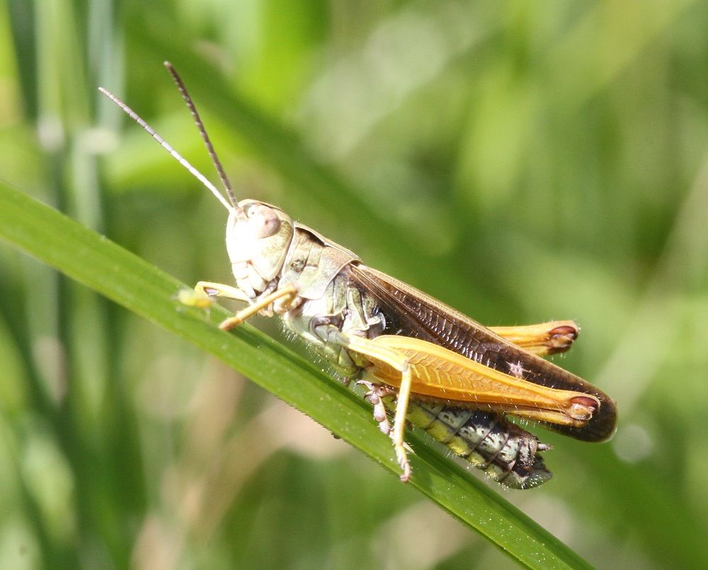 Omocestus viridulus