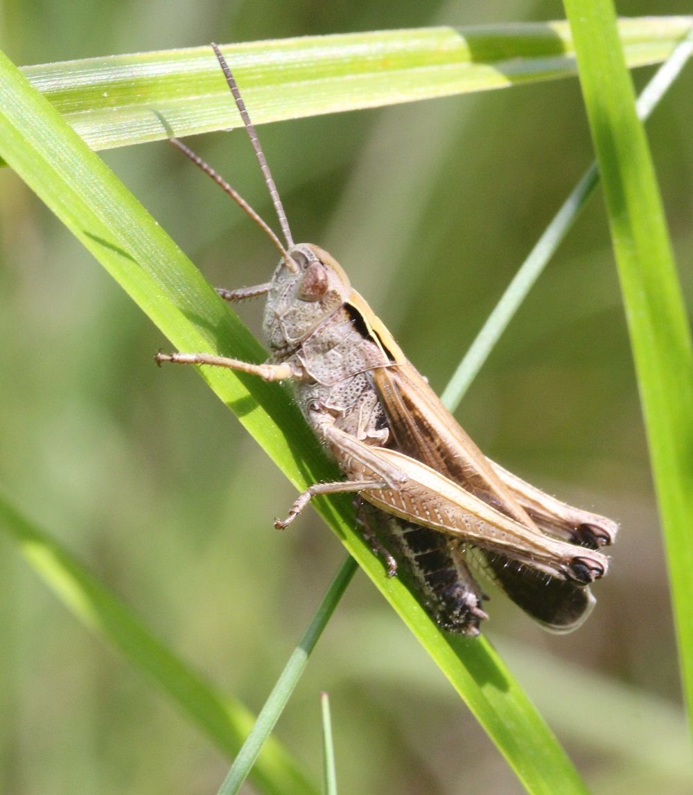 Omocestus viridulus