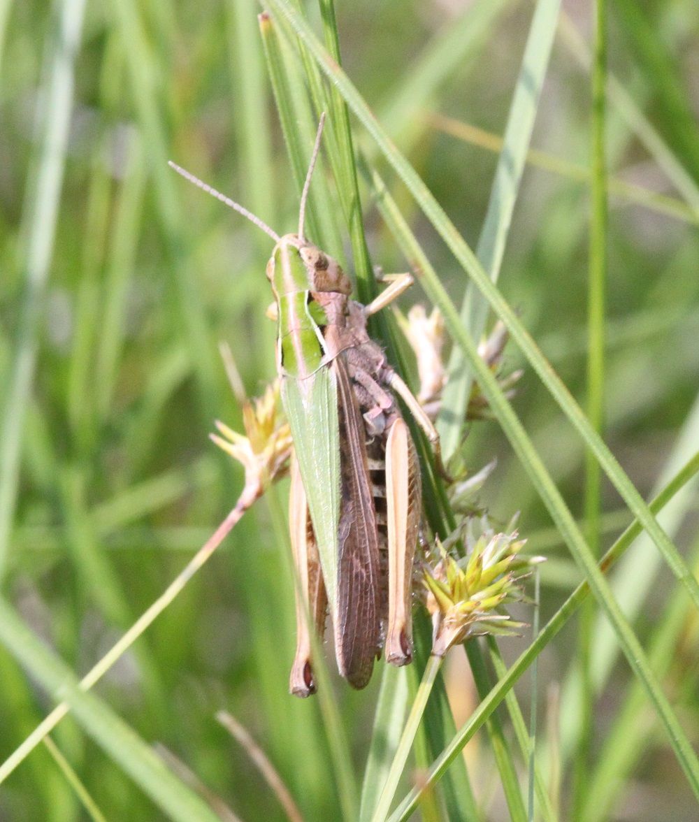 Omocestus viridulus