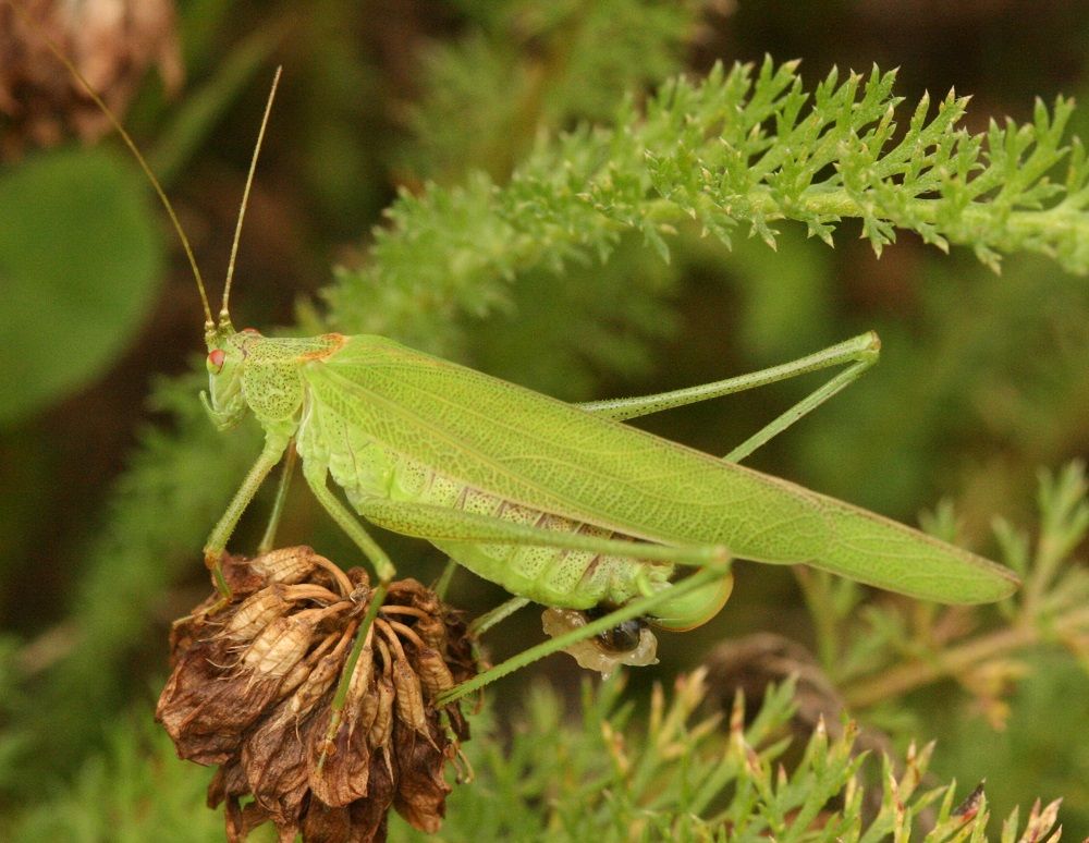 Phaneroptera falcata 