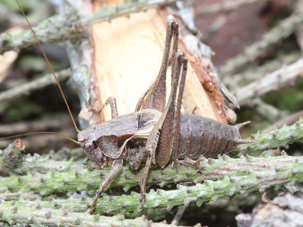 Pholidoptera griseoaptera