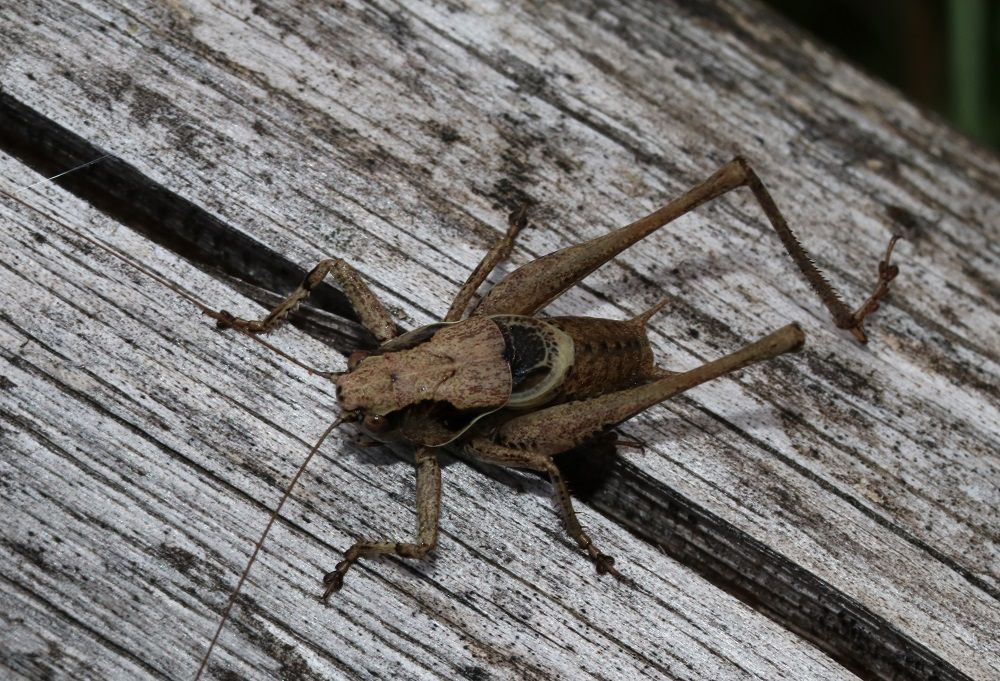 Pholidoptera griseoaptera