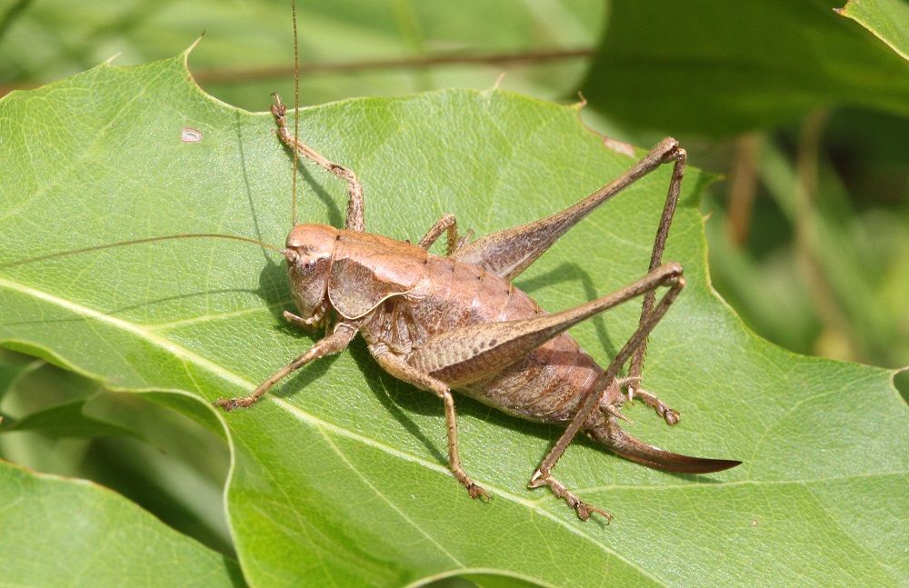 Pholidoptera griseoaptera