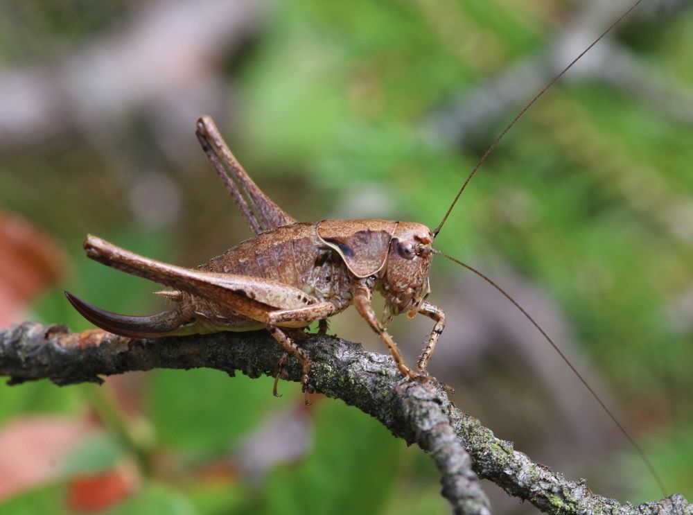 Pholidoptera griseoaptera