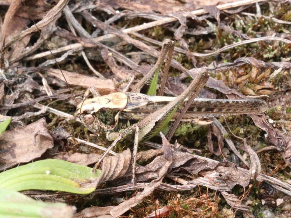 Platycleis albopunctata