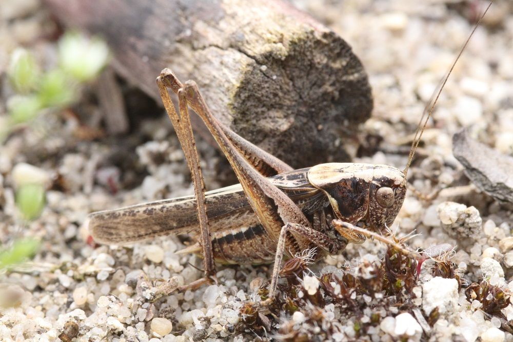 Platycleis albopunctata