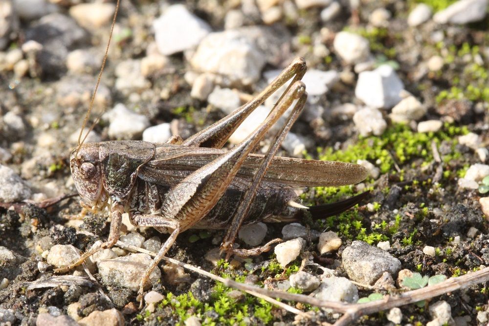 Platycleis albopunctata